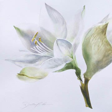 White Lily