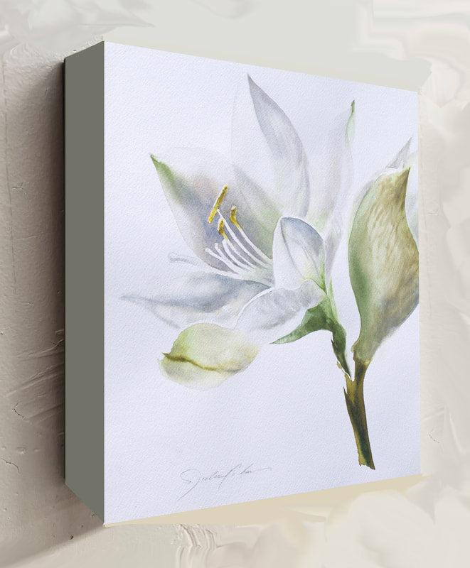 White Lily